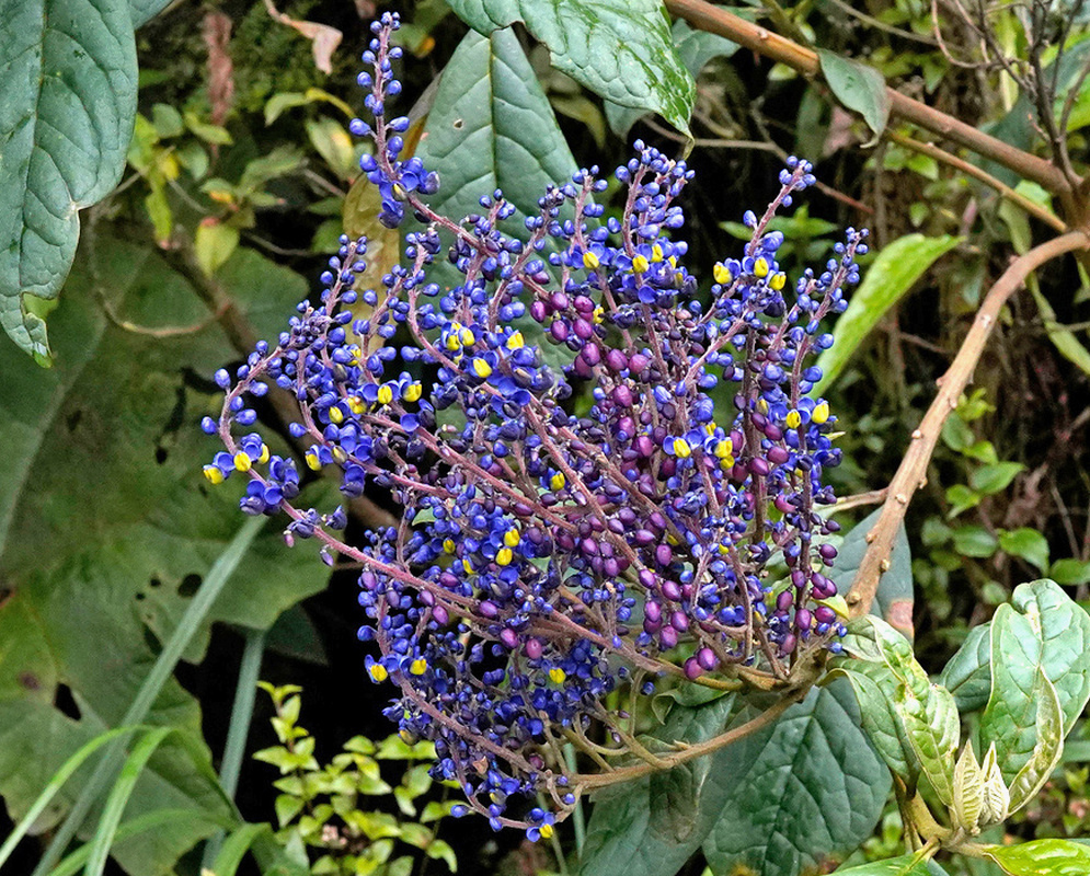 Numerous tiny violet-blue Monnina subspeciosa flowers with yellow centres form a broad branching cluster