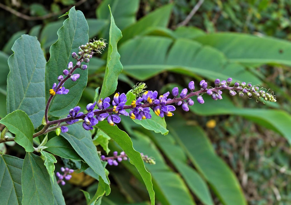 Small purple Monnina sylvatica flowers with yellow centres line long branching spikes above green leaves
