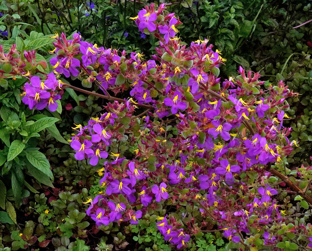 A flowering Monochaetum bonplandii shrub densely covered with vivid purple flowers and prominent yellow stamens, sprawling over a patch of ground vegetation in a garden setting