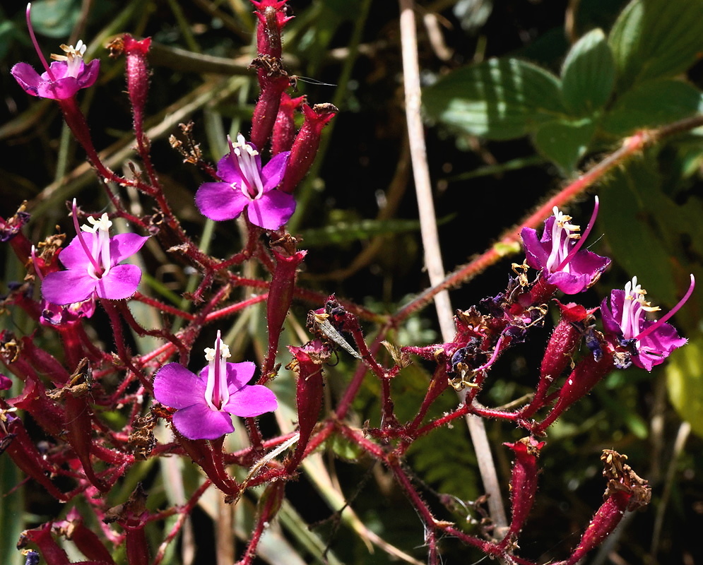Monochaetum brachyurum plant habit and foliage