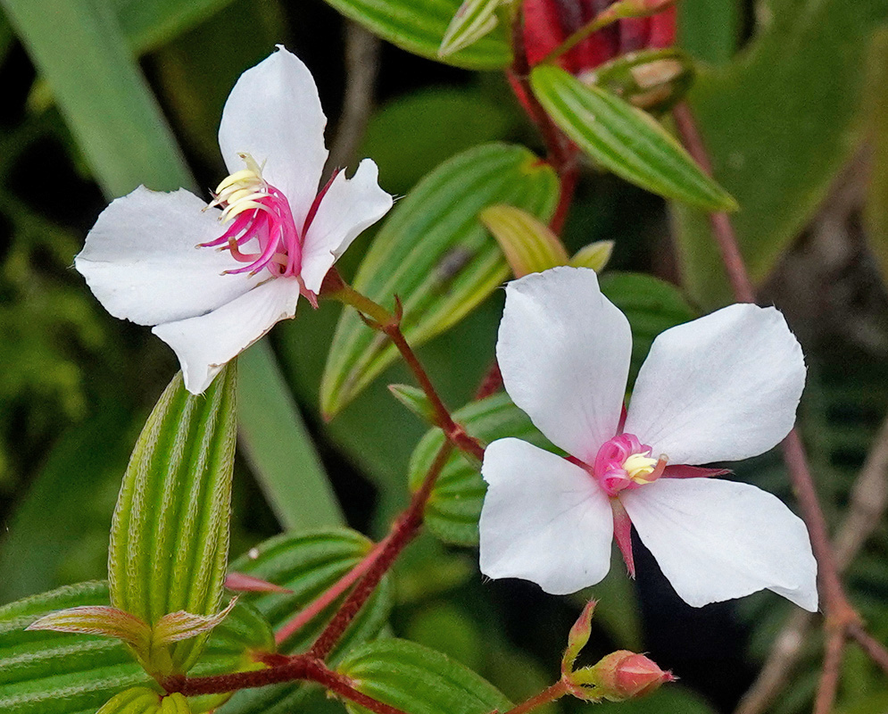 White Monochaetum floribundum flowers spread four broad petals around curled pink stamens on reddish stems