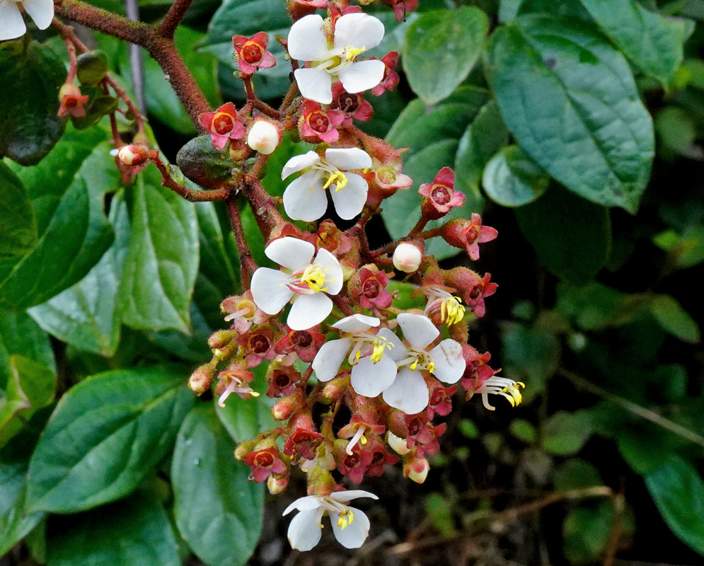 Small white Monochaetum glanduliferum flowers with yellow and pink stamens cluster on reddish branching stems