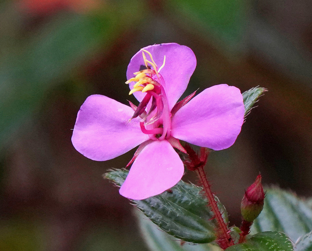 A lilac-pink Monochaetum hartwegianum flower spreads four petals around curled pink and yellow stamens