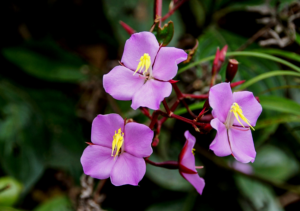 Three violet Monochaetum laxifolium flowers