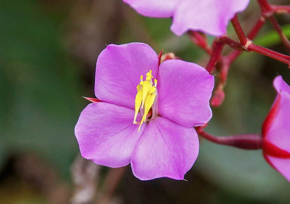 A purple Monochaetum laxifolium flower