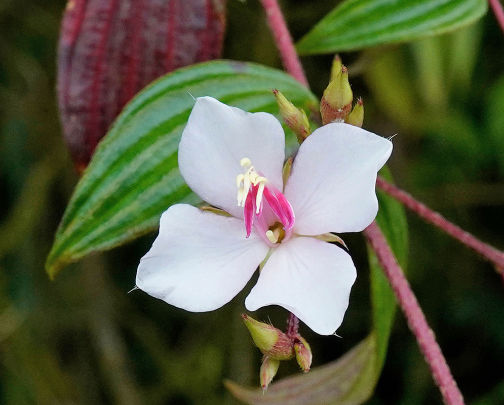 A white Monochaetum lineatum flower has four broad petals and long bright pink anthers among green leaves