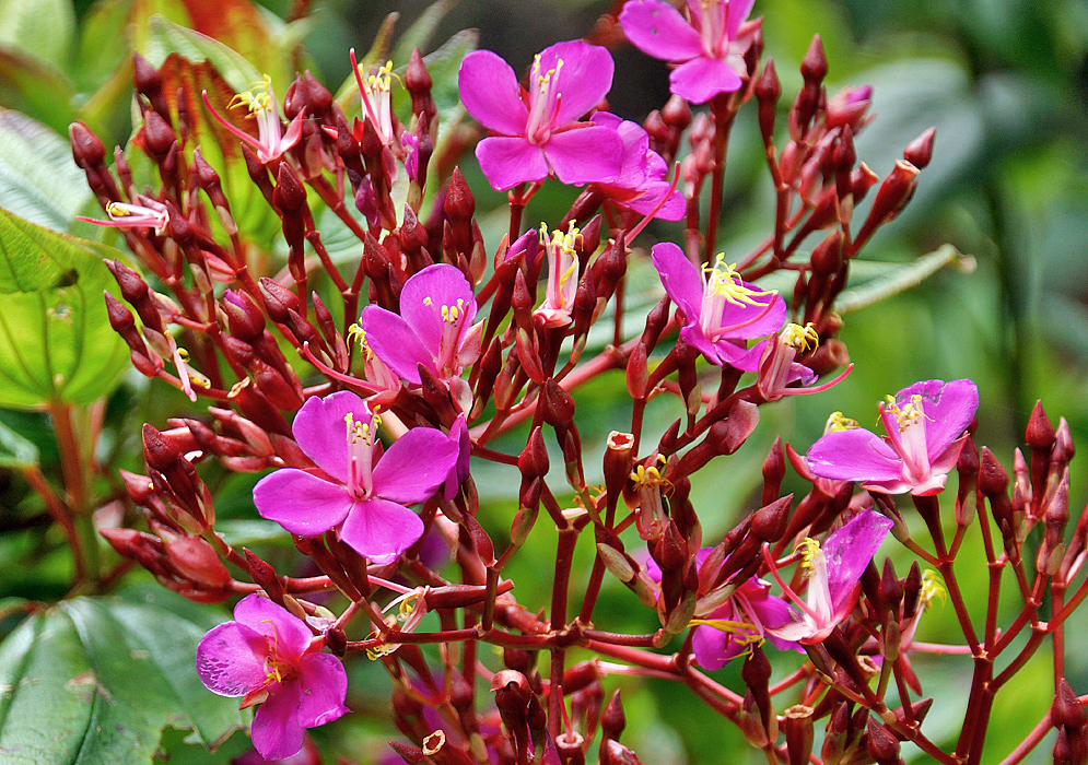 Monochaetum magdalenense inflorescence with dark red buds and magenta flowers