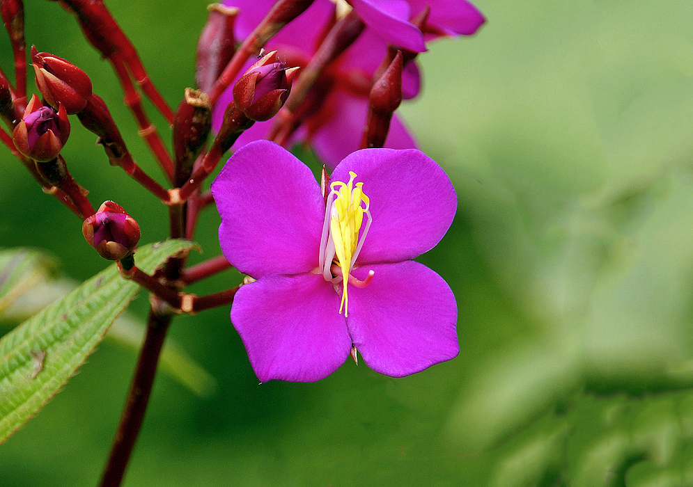 A bright purple-magenta Monochaetum magdalenense flower with white filaments and yellow stamens