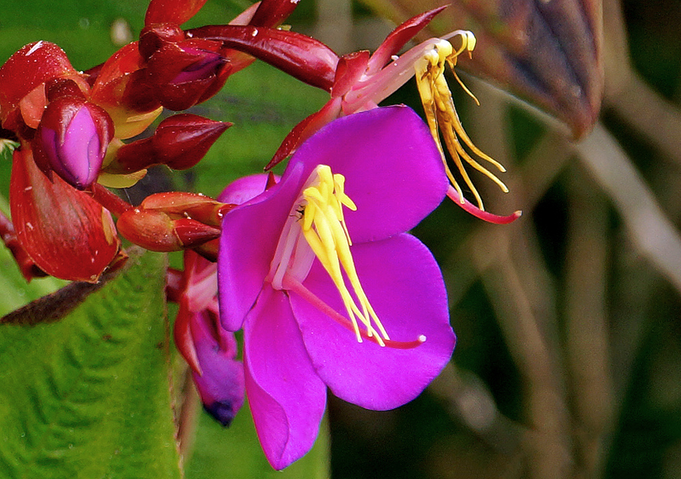 A purple-magenta Monochaetum magdalenense flower with white filaments and yellow stamens and a red-pink style and a white stigma
