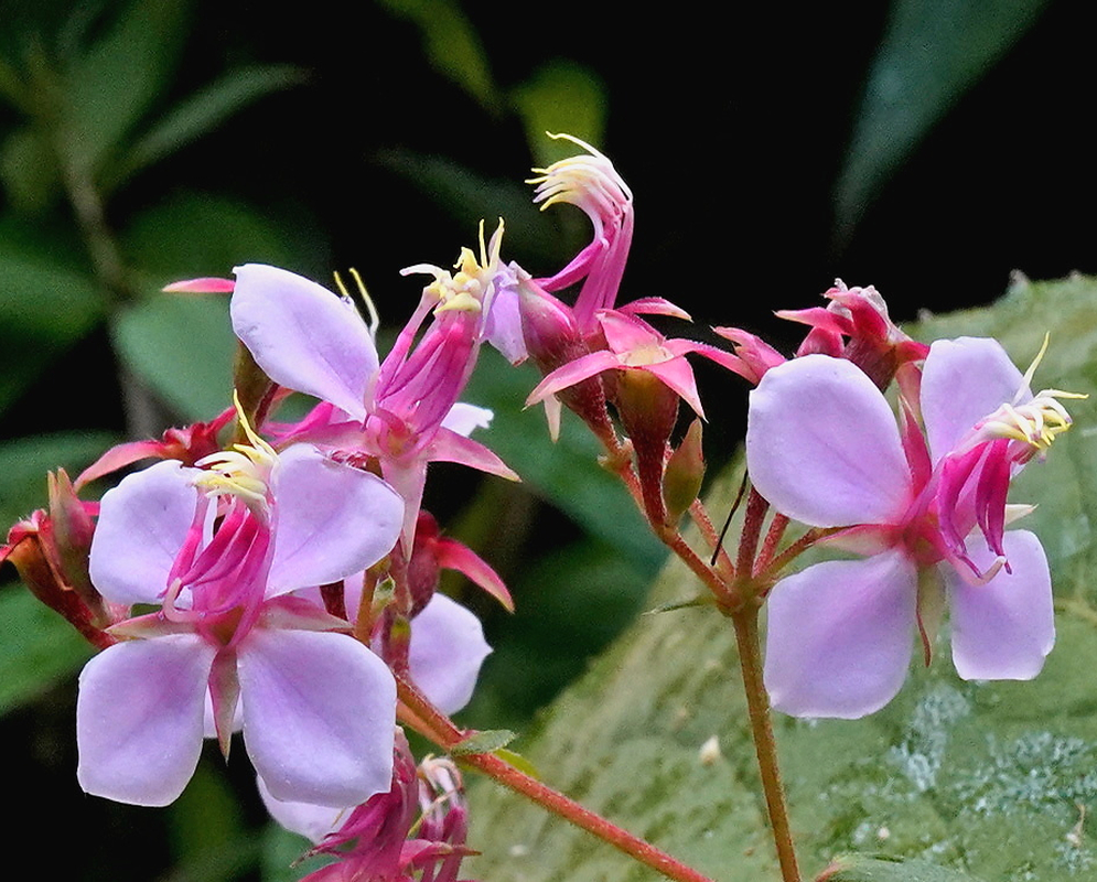 Monochaetum multiflorum pink flowers