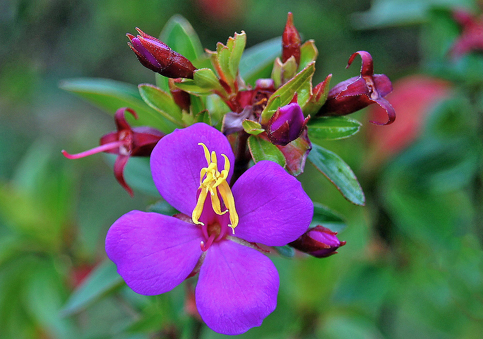 A purple Monochaetum myrtoideum flower with yellow stamens