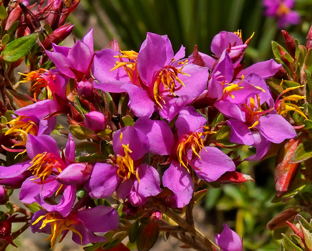 Monochaetum myrtoideum purple-pink flowers