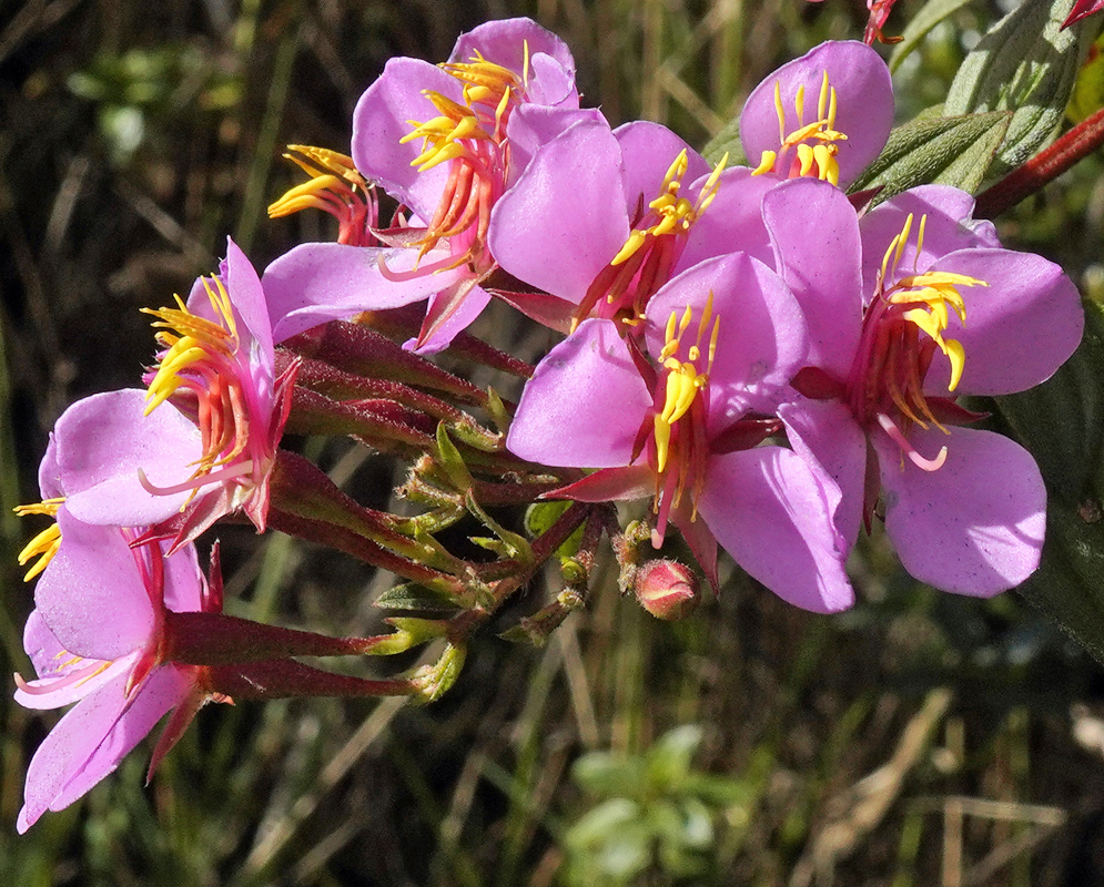 Pink Monochaetum myrtoideum Ffower cluster in sunshine