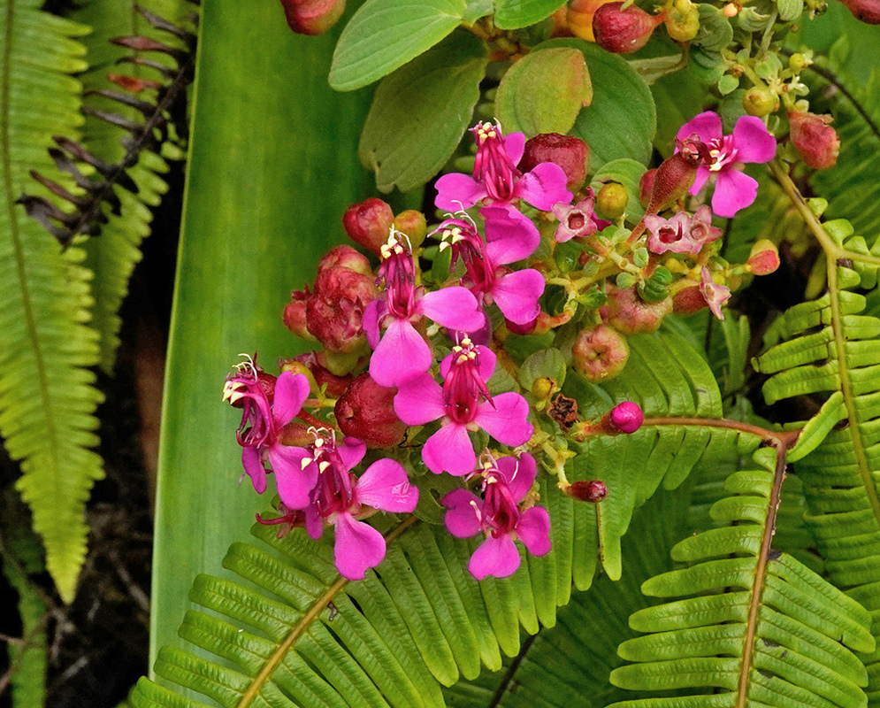 Clusters of vivid pink Monochaetum tachirense flowers and rounded reddish buds rise above green leaves