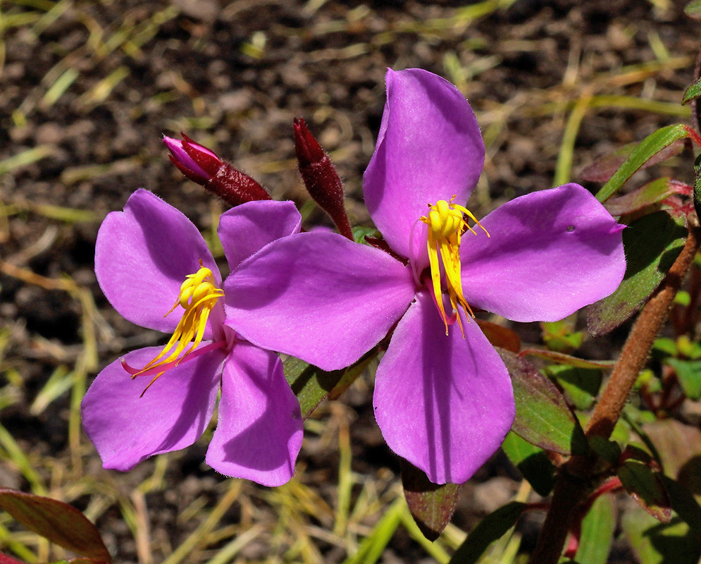 Purple Monochaetum uribei flowers spread four broad petals around long yellow anthers