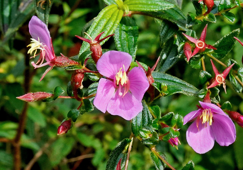 Lilac-pink Monochaetum vulcanicum flowers have yellow centres beside pointed red sepals and buds