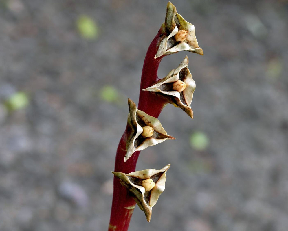 Angular brown Monolena primuliflora fruiting structures with cream margins line a deep red upright stalk