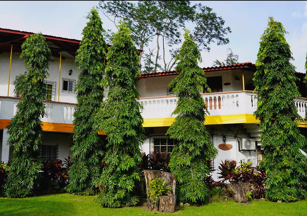 Monoon longifolium tall narrow evergreen trees with layered drooping branches beside a building