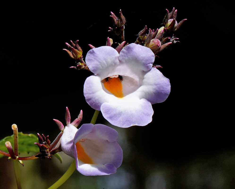 Pale lavender Monopyle ecuadorensis flowers open around orange throats beside narrow reddish sepals