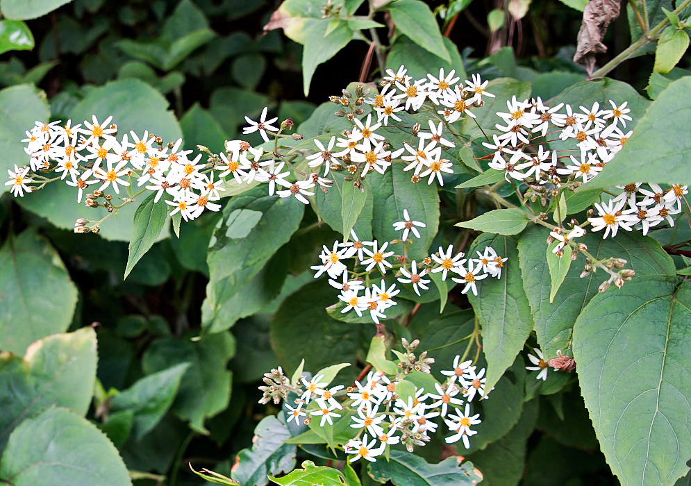 Montanoa quadrangularis white flowers