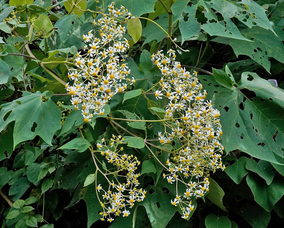 A beautiful display of daisy-like white flowers with yellow centers on a Montanoa quadrangularis (Tree Daisy) amid lush foliage