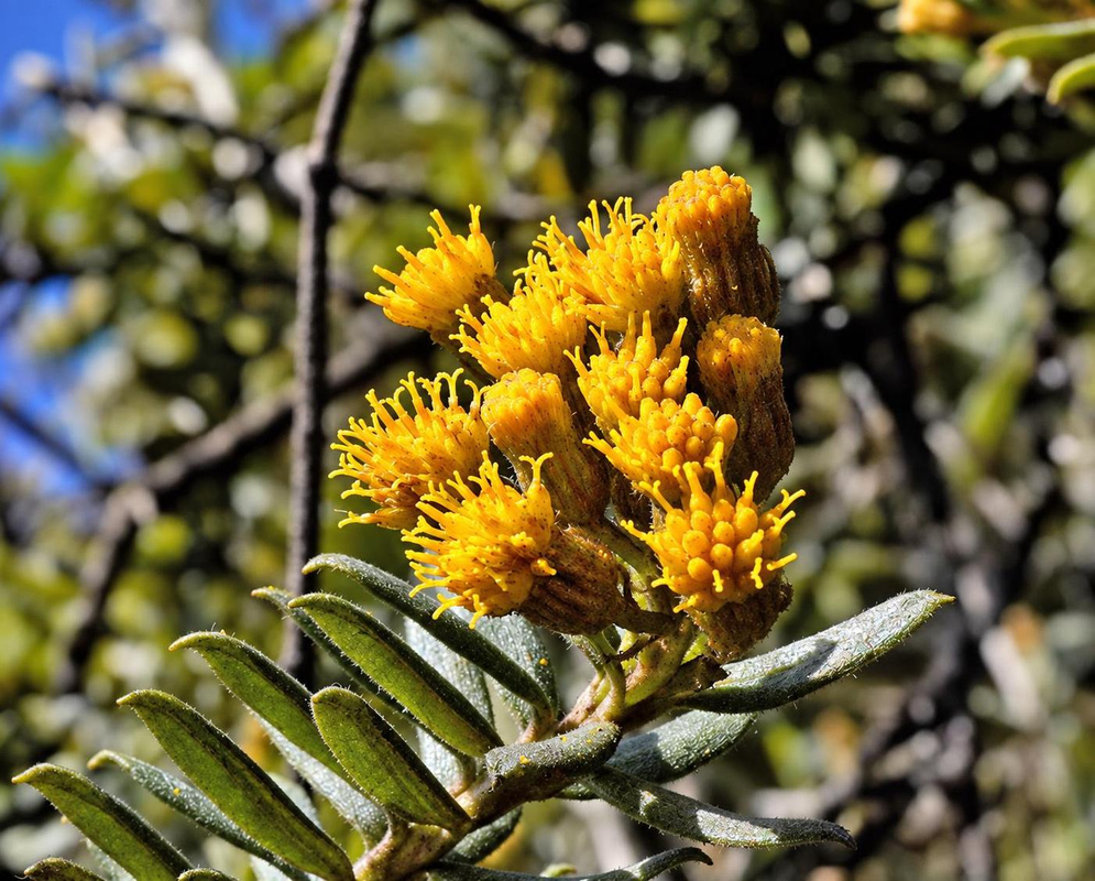 Golden yellow Monticalia corymbosa flower heads display numerous projecting florets above narrow green leaves