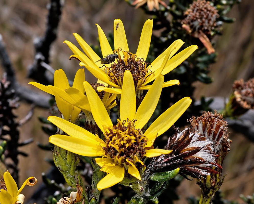 Narrow yellow rays surround dark central disks in Monticalia empetroides flower heads beside brown spent blooms