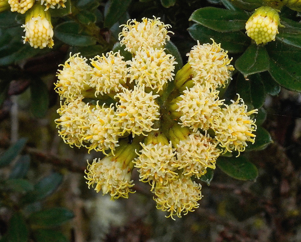 Monticalia vaccinioides plant habit and foliage