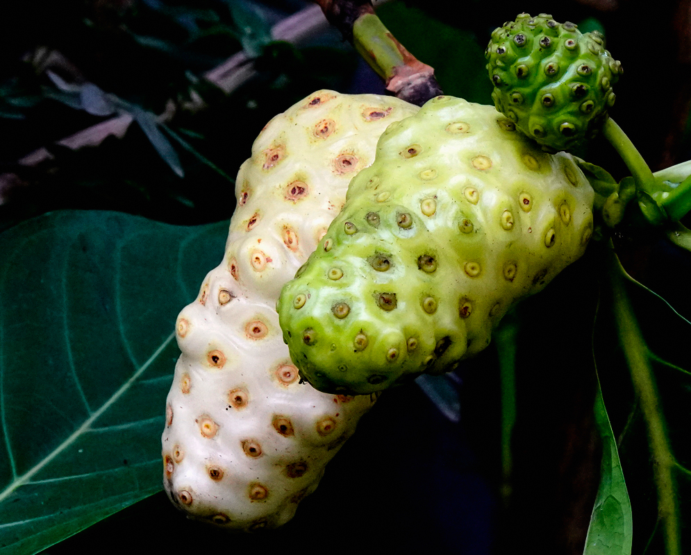 A yellow Morinda citrifolia a fruit in the tree