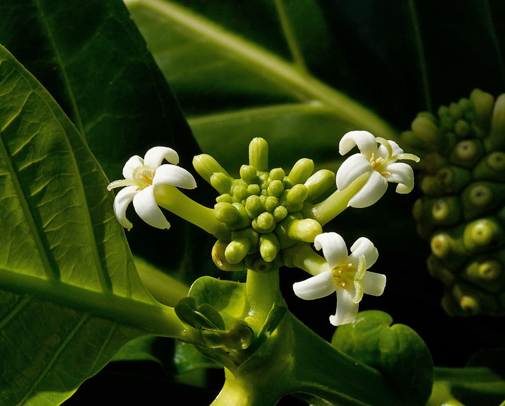 Morinda citrifolia White Flowers Small tubular white flowers of Morinda citrifolia blooming from a central green cluster surrounded by glossy leaves, with developing fruit visible in the background