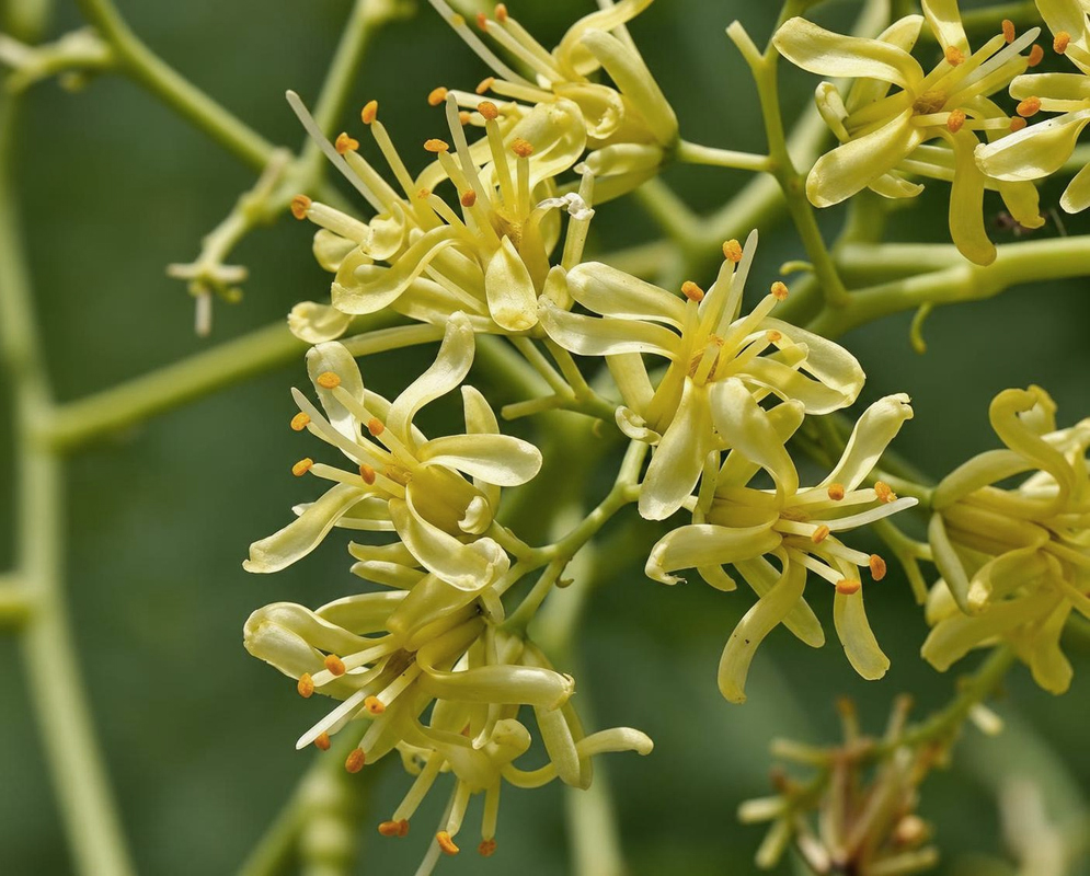 Small cream-yellow Moringa drouhardii flowers with slender spreading segments form loose branching clusters