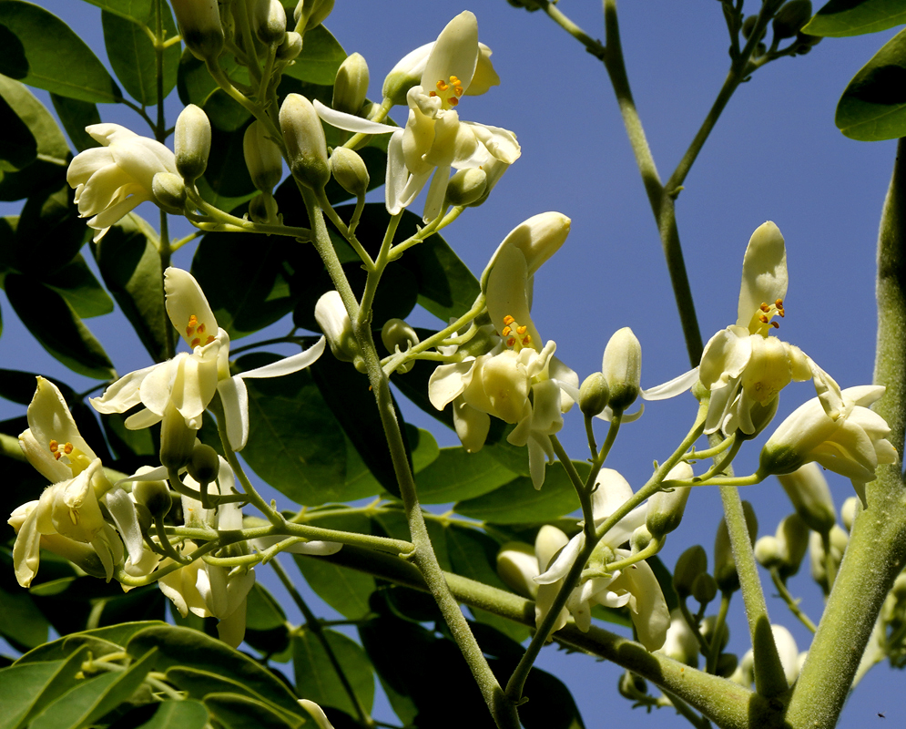 White Moringa oleifera flowers with yellow stamens under blue sky