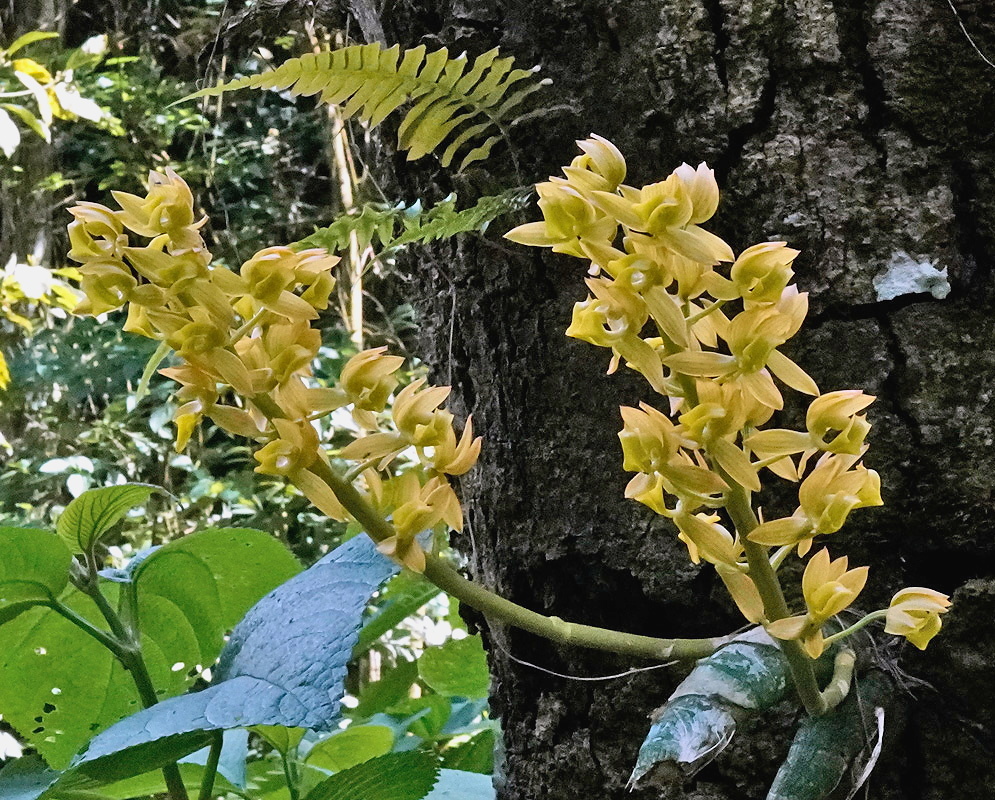 Mormodes buccinator flowers