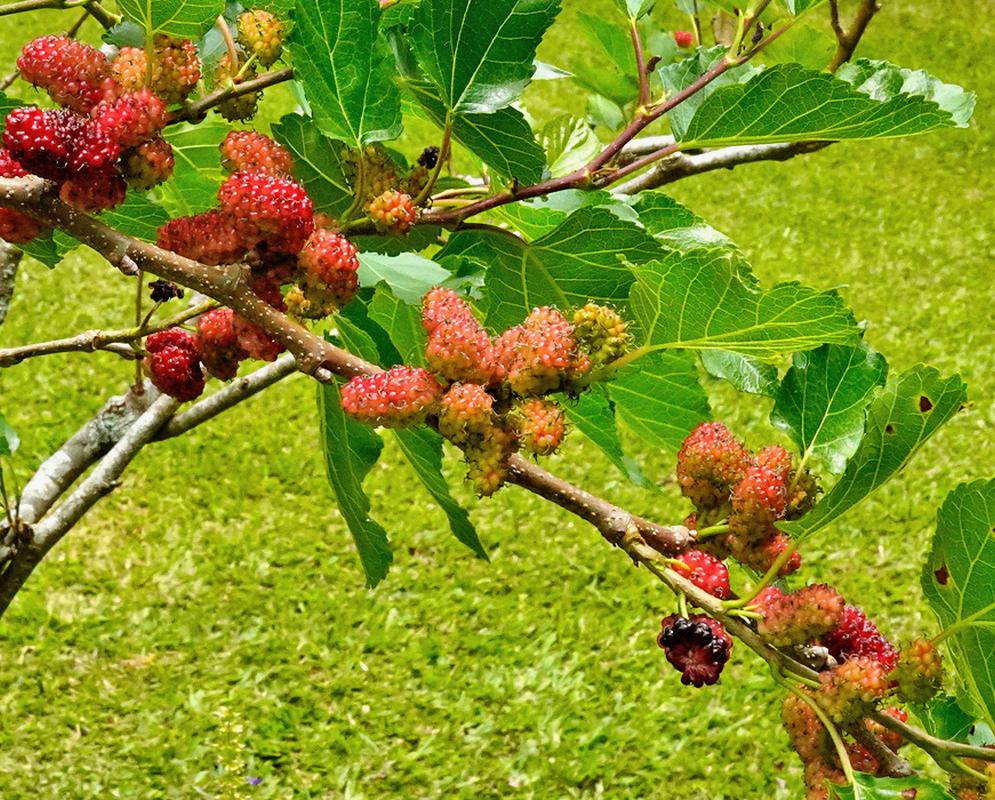 Pink and red Morus alba mulberries cluster along spreading branches among green leaves