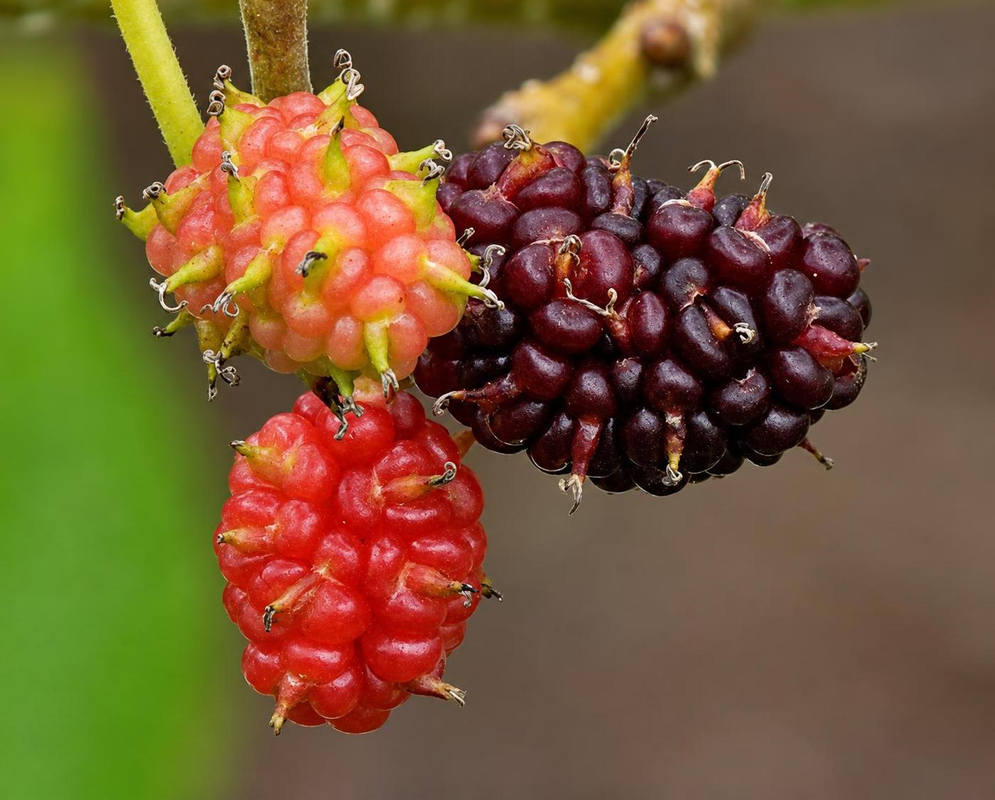 Red and nearly black Morus nigra mulberries hang beside a pale pink immature fruit