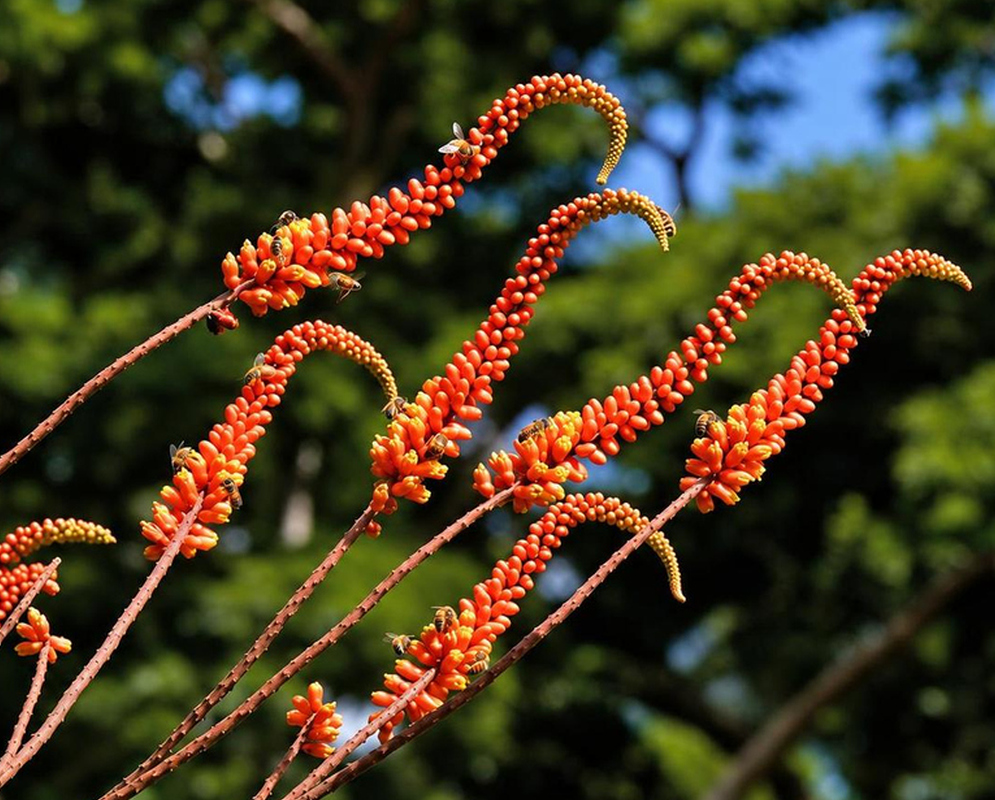 Dense orange-red Moullava spicata flowers line slender arching spikes against green foliage and blue sky