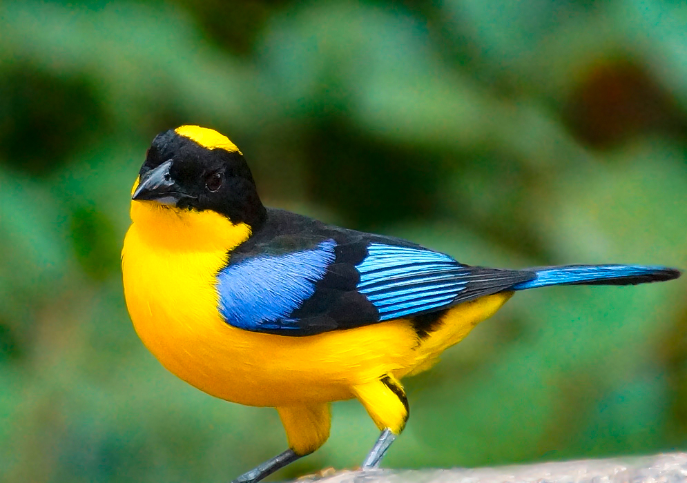 Striking black, yellow and blue Mountain tanager