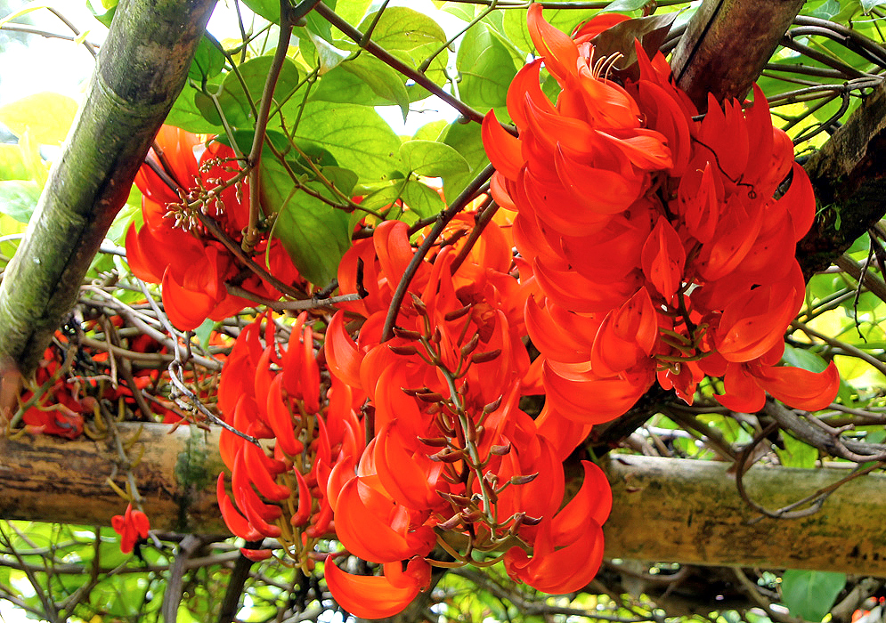 Mucuna Bennettii vine with scarlet flowers