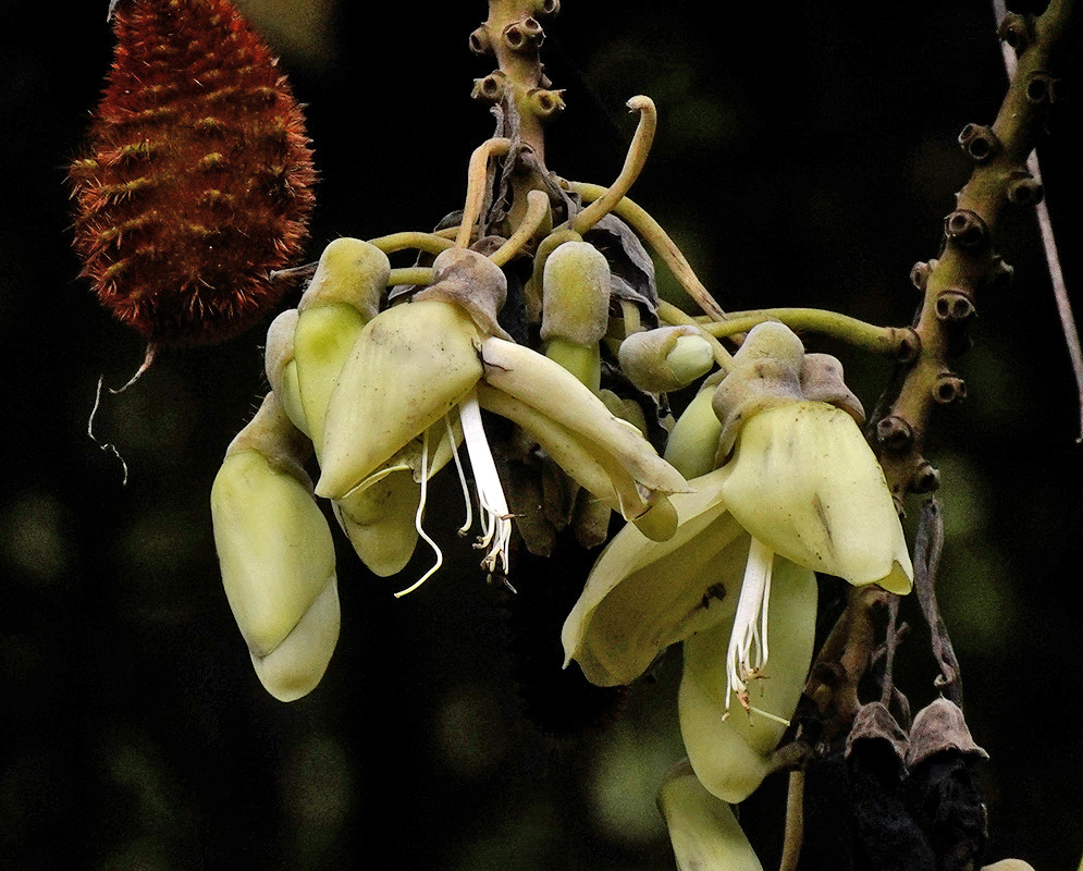 Pale greenish-cream Mucuna mutisiana flowers hang from long slender stalks beside a reddish hairy pod