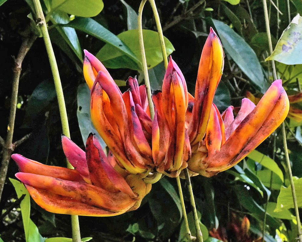 Mucuna rostrata flowers
