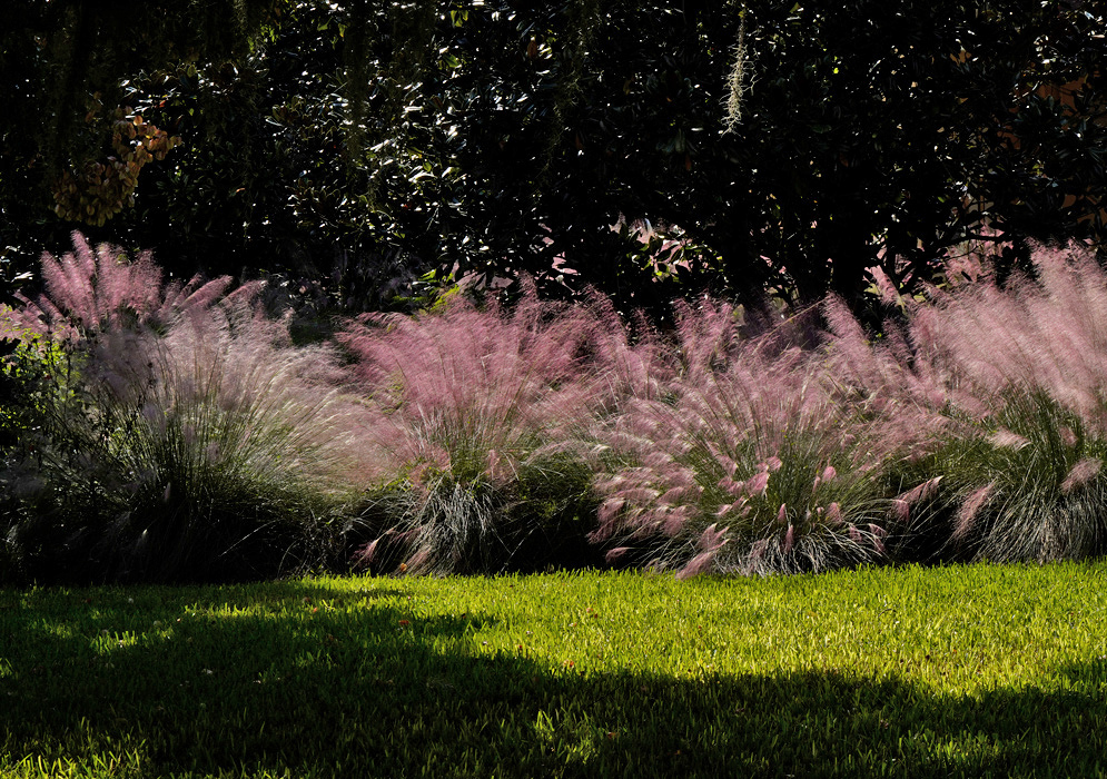 Airy pink Muhlenbergia capillaris flower plumes rise above rounded grass clumps beside a green lawn