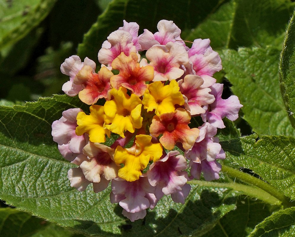 Two Lantana camara clusters of yellow and pink flowers
