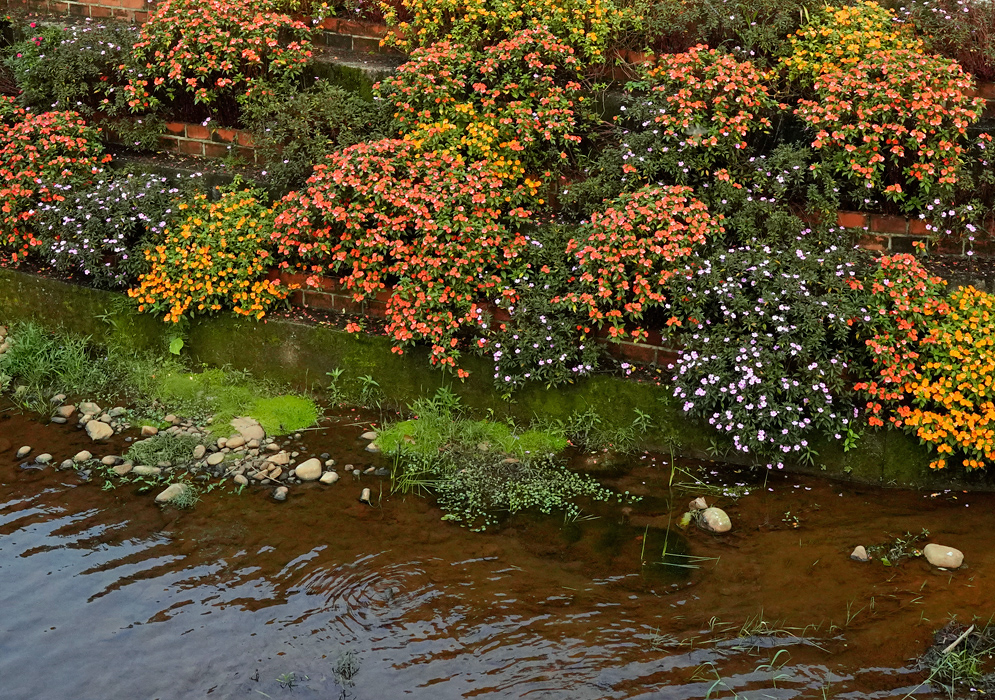 Multicolor Cluster of Impatiens hawkeri A dense garden wall of blooming Impatiens hawkeri in vibrant shades of orange, red, lavender, and yellow cascading beside a stream