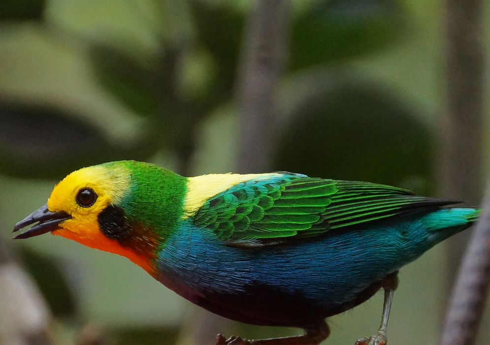 A Chlorochrysa nitidissima with a yellow crown, mantle and face, an orange throat; chestnut and black ear coverts; green nape and wings; and a blue breast, rump and belly