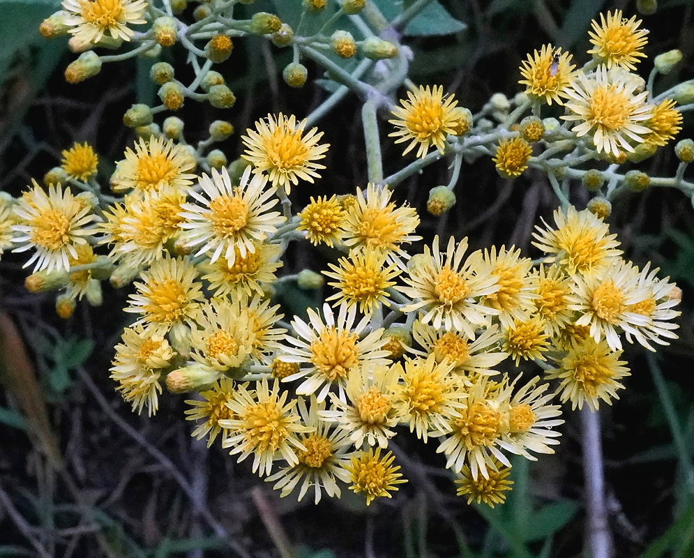 Munnozia hastifolia plant habit and foliage