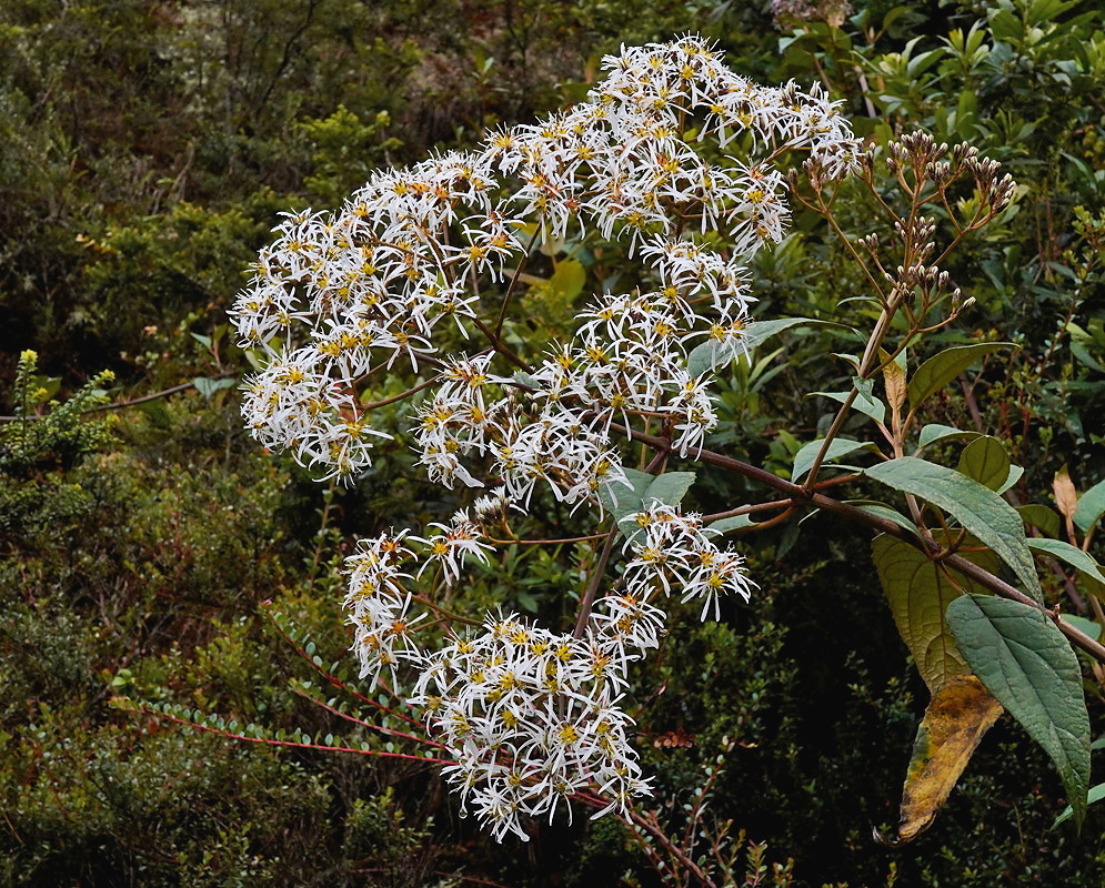 Munnozia jussieui plant habit and foliage