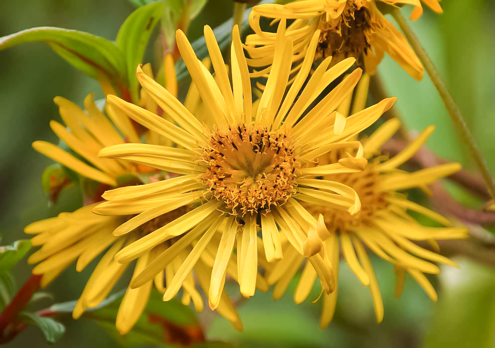 Yellow Munnozia senecionidis petals and disk