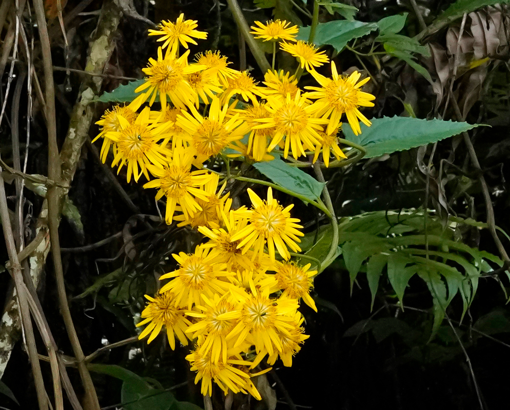 Yellow Munnozia senecionidis flower
