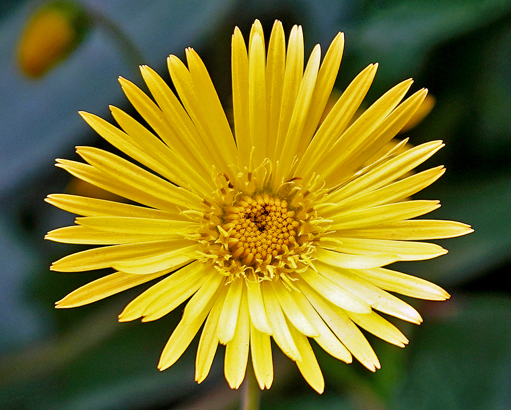 Munnozia senecionidis bright yellow flower