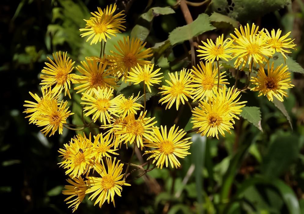 Munnozia senecionidis inflorescence with yellow flowers